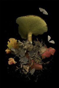 photographic artwork by Julya Hajnoczky, of a black background with mushrooms, dead leaves, moss and moths, in red, yellow, and earth tones, as if floating.