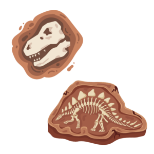 Picture of two dinosaur fossils.